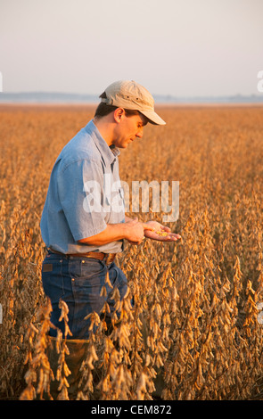 Landwirtschaft - ein Bauer (Züchter) inspiziert seine Reife Ernte bereit von Sojabohnen im frühen Morgenlicht / Arkansas, USA. Stockfoto