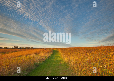 Trail durch die Tallgrass Prairie, Prairie Restaurierungsprojekt am Mount St. Francis Prairie, Dubuque, Iowa, USA Stockfoto