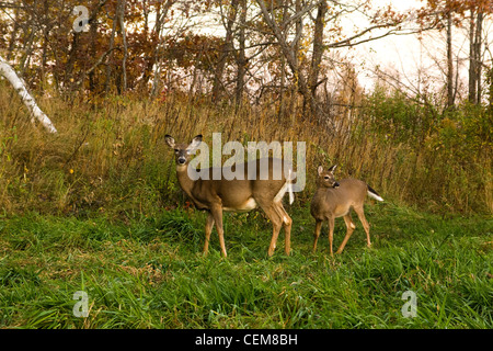 White-tailed Damhirschkuh mit Kitz Stockfoto