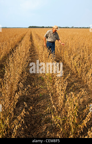 Landwirtschaft - ein Bauer (Züchter) zu Fuß durch seines Fachs und Inspektion seiner Reife Ernte bereit von Sojabohnen / Arkansas. Stockfoto