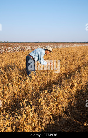Landwirtschaft - ein Bauer (Züchter) inspiziert seine Reifen bereit Ernte von Sojabohnen / in der Nähe von England, Arkansas, USA. Stockfoto