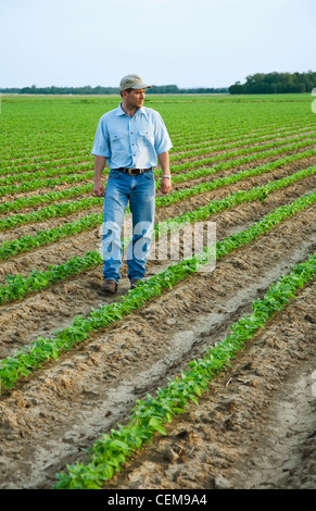 Landwirtschaft - ein Bauer (Züchter) zu Fuß durch seinen Bereich Inspektion seiner frühen Wachstum Ernte von Sojabohnen / nordöstlichen Arkansas, USA Stockfoto