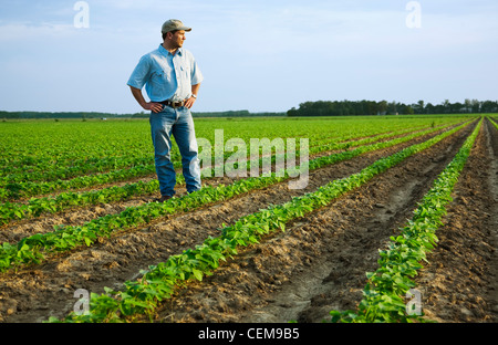 Landwirtschaft - ein Bauer (Züchter) stehend auf seinem Gebiet Inspektion seiner frühen Wachstum Ernte von Sojabohnen / nordöstlichen Arkansas, USA. Stockfoto