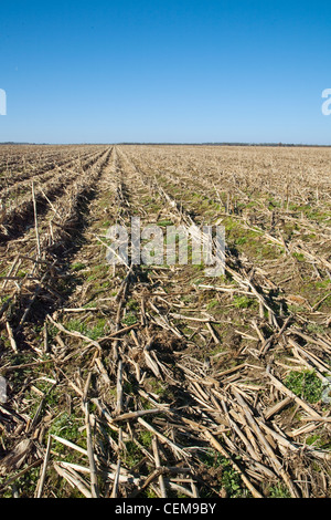 Landwirtschaft - Bereich Getreide Maisstroh und Stoppeln nach der Ernte im Spätherbst / Arkansas, USA. Stockfoto