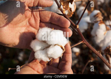 Einen Bauern (Züchter) Hand hält Reifen hochverzinsliche Baumwolle Sprungseile Zeitpunkt der Ernte zu öffnen, als er seine Ernte inspiziert / Arkansas, USA. Stockfoto