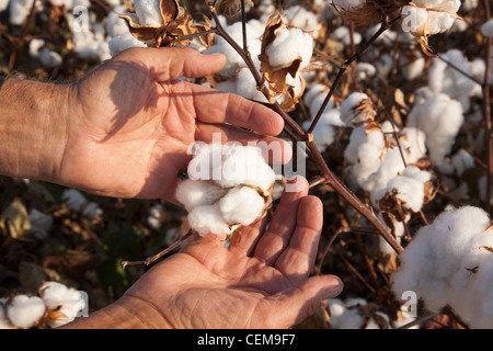 Einen Bauern (Züchter) Hand hält Reifen hochverzinsliche Baumwolle Sprungseile Zeitpunkt der Ernte zu öffnen, als er seine Ernte inspiziert / Arkansas, USA. Stockfoto