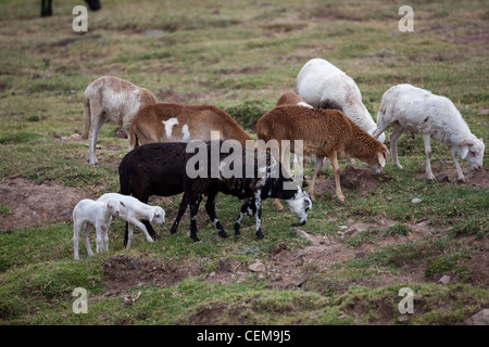 Schafe weiden und Zweibettzimmer Lämmer. (Ovis Aries). Inländische. Bale Mountains. Äthiopien. Stockfoto