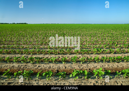 Großen Bereich der frühen Wachstum Baumwollpflanzen auf 4 bis 6-Blatt-Stadium, gepflanzt auf Bett Boden in einem Naturschutz-Bodenbearbeitung-System / USA Stockfoto