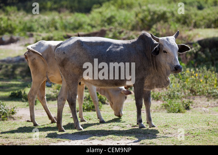 Inländische Zebu Typ Rind (Bos Taurus x Bos Indicus). Bale Mountains. Äthiopien. Stockfoto