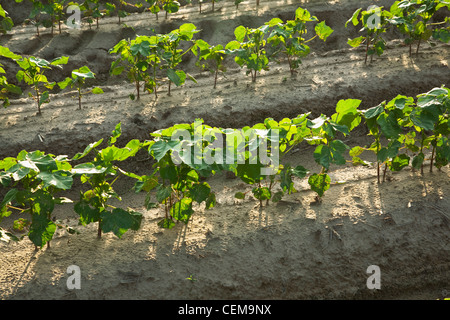 Zeilen des frühen Wachstums Baumwollpflanzen auf 8-10-Blatt-Stadium, gepflanzt auf Bett Boden in einem konventionellen Bodenbearbeitung System / Arkansas. Stockfoto