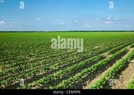 Bereich der frühen Wachstum Baumwollpflanzen auf 8-10-Blatt-Stadium, gepflanzt auf Bett Boden in einem konventionellen Bodenbearbeitung System / Arkansas Stockfoto