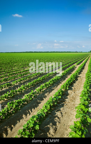 Bereich der frühen Wachstum Baumwollpflanzen auf 8-10-Blatt-Stadium, gepflanzt auf Bett Boden in einem konventionellen Bodenbearbeitung System / Arkansas Stockfoto