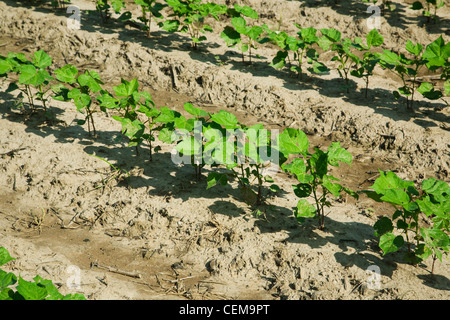 Zeilen des frühen Wachstums Baumwollpflanzen auf 8-10-Blatt-Stadium, gepflanzt auf Bett Boden in einem konventionellen Bodenbearbeitung System / Arkansas. Stockfoto