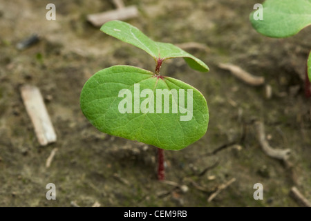 Nahaufnahme eines Keimlings Baumwolle in der Phase der Samenlappen gepflanzt in einem Naturschutz-Bodenbearbeitung-Feld / in der Nähe von England, Arkansas, USA. Stockfoto