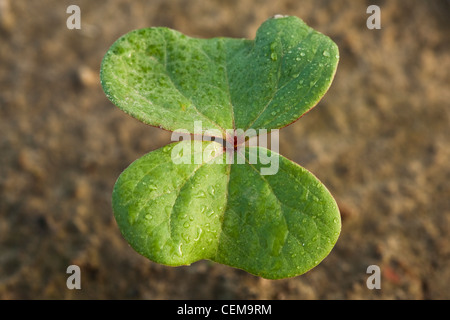 Nahaufnahme eines Keimlings Baumwolle in der Phase der Samenlappen gepflanzt in einem konventionellen Bodenbearbeitung Feld / in der Nähe von England, Arkansas, USA. Stockfoto