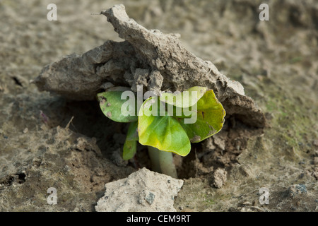 Nahaufnahme von Baumwolle Sämlinge schob ihren Weg durch die Kruste der Erde während der Entstehung, gepflanzt in einem konventionellen Bodenbearbeitung-Feld. Stockfoto