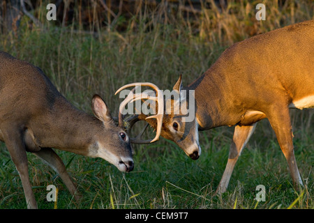 White-tailed Böcke sparring Stockfoto