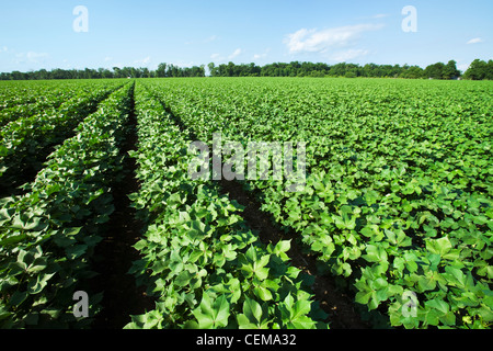 Landwirtschaft - große Mitte Wachstum Baumwollfeld in der fortgeschrittenen Boll eingestellte Stufe / in der Nähe von England, Arkansas, USA. Stockfoto