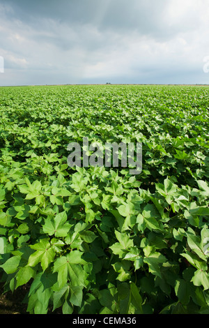 Landwirtschaft - große Mitte Wachstum Baumwollfeld in der fortgeschrittenen Boll eingestellte Stufe / in der Nähe von England, Arkansas, USA. Stockfoto