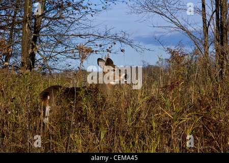 White-tailed Doe im Herbst Stockfoto