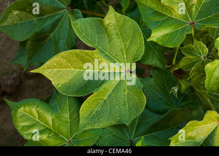 Frühen Morgenlicht und Tau fällt auf gesunde Mitte Wachstum Baumwolle Laub auf dem Höhepunkt der Boll Satz / in der Nähe von England, Arkansas, USA. Stockfoto