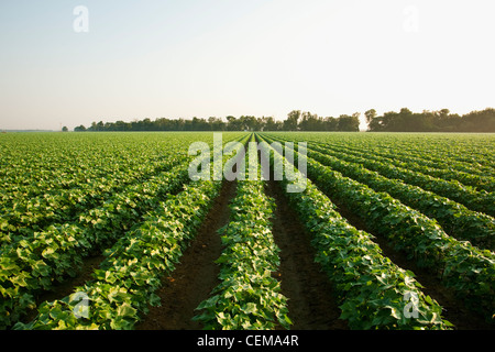 Landwirtschaft - Mitte Wachstumsfeld Bollguard II Roundup bereit Flex Baumwolle Spitze Boll Bühne / in der Nähe von England, Arkansas, USA. Stockfoto