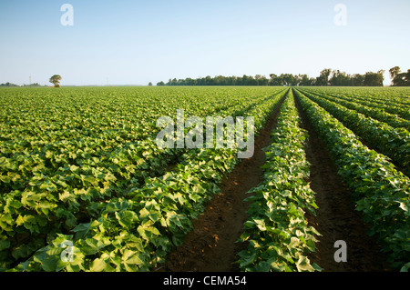 Landwirtschaft - Mitte Wachstumsfeld Bollguard II Roundup bereit Flex Baumwolle Spitze Boll Bühne / in der Nähe von England, Arkansas, USA. Stockfoto