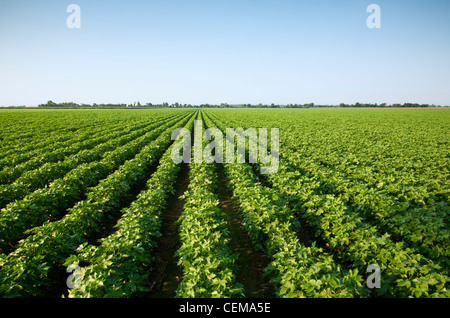 Großen Bereich der Mitte Wachstum Bollguard II Roundup bereit Flex Baumwolle eingestellten Zeitpunkt Peak Boll / in der Nähe von England, Arkansas, USA. Stockfoto