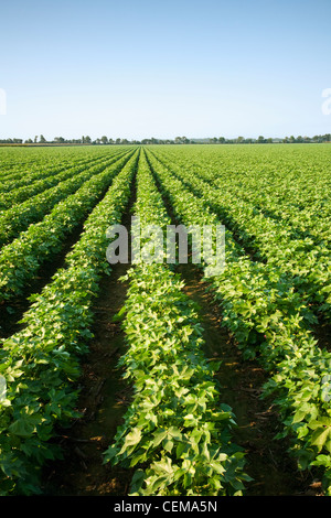 Großen Bereich der Mitte Wachstum Bollguard II Roundup bereit Flex Baumwolle eingestellten Zeitpunkt Peak Boll / in der Nähe von England, Arkansas, USA. Stockfoto