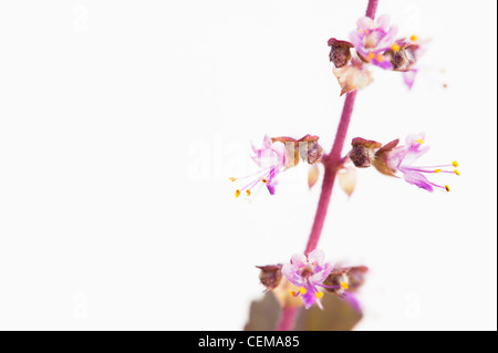 Ocimum Tenuiflorum. Heiliges Basilikum, Tulsi-Pflanze und Blumen auf weißem Hintergrund Stockfoto