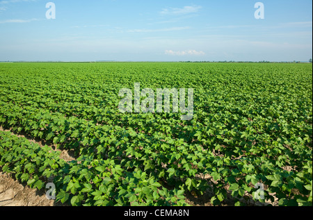 Landwirtschaft - Grossfeld Mitte Wachstum Baumwolle eingestellten Zeitpunkt Boll / in der Nähe von England, Arkansas, USA. Stockfoto