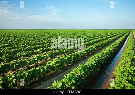 Landwirtschaft - Grossfeld Mitte Wachstum Baumwolle Furche bewässert werden / in der Nähe von England, Arkansas, USA. Stockfoto