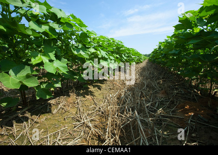 Landwirtschaft - Blick nach unten zwischen den Reihen der Mitte Wachstum Direktsaat Baumwollpflanzen squaring frühzeitig / England, Arkansas, USA. Stockfoto