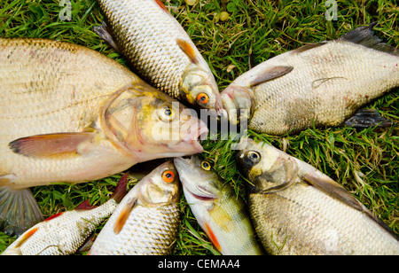 Weiße Fische fangen auf dem Rasen. Brassen roach Barsch. Stockfoto