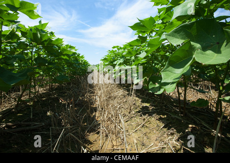 Landwirtschaft - Blick nach unten zwischen den Reihen der Mitte Wachstum Direktsaat Baumwollpflanzen squaring frühzeitig / England, Arkansas, USA. Stockfoto