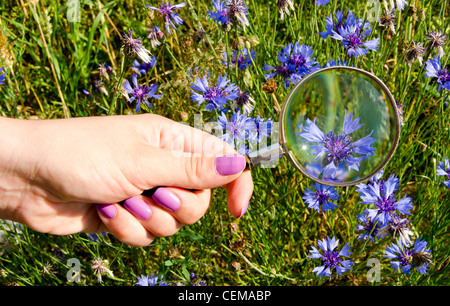 Frau von Hand poliert Nägel halten Lupe Zoomring blaue Blume. Nahaufnahme der Natur Hintergrund. Stockfoto