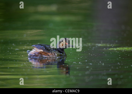 Schwarzhalstaucher, Podiceps nigricollis Schwarzhalstaucher, Stockfoto
