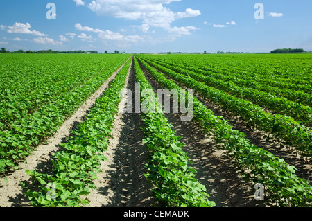 Landwirtschaft - Grossfeld der gesunden Mitte Wachstum Baumwolle zum Zeitpunkt Mitte Obst Set / in der Nähe von Jonesboro, Arkansas, USA. Stockfoto