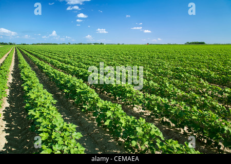 Landwirtschaft - Grossfeld der gesunden Mitte Wachstum Baumwolle zum Zeitpunkt Mitte Obst Set / in der Nähe von Jonesboro, Arkansas, USA. Stockfoto