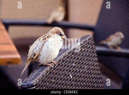 Schöner Vogel Spatz sitzt im Café im Freien auf Stuhl. Stockfoto