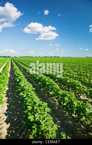 Landwirtschaft - Grossfeld der gesunden Mitte Wachstum Baumwolle zum Zeitpunkt Mitte Obst Set / in der Nähe von Jonesboro, Arkansas, USA. Stockfoto