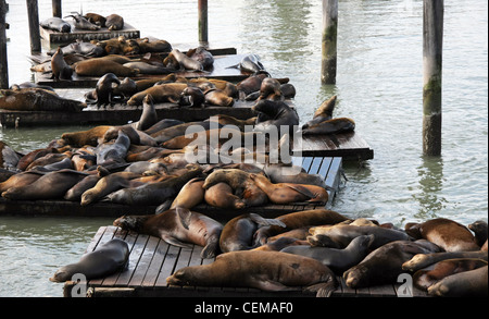 Seelöwen am Pier 39, San Francisco Aalen Stockfoto