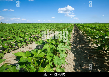 Landwirtschaft - Grossfeld der gesunden Mitte Wachstum Baumwolle zum Zeitpunkt Mitte Obst Set / in der Nähe von Jonesboro, Arkansas, USA. Stockfoto