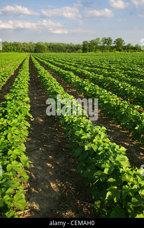 Landwirtschaft - Bereich der gesunden Mitte Wachstum Direktsaat Baumwolle bei der Quadratur Phase am frühen Morgen hell / westlichen Tennessee, USA. Stockfoto