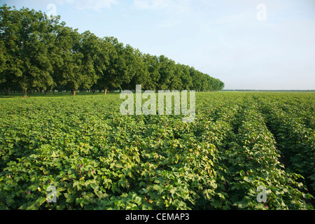 Mitte Wachstum Baumwollernte auf die späte Frucht bilden die Bühne im Vordergrund mit einem Pecan Grove im Hintergrund / Arkansas, USA. Stockfoto