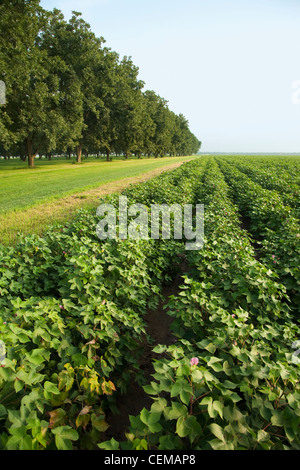 Landwirtschaft - Mitte Wachstum wattierte Ernte der Früchte Set spät auf der rechten Seite mit einem Pecan Grove auf der linken Seite / Arkansas, USA. Stockfoto