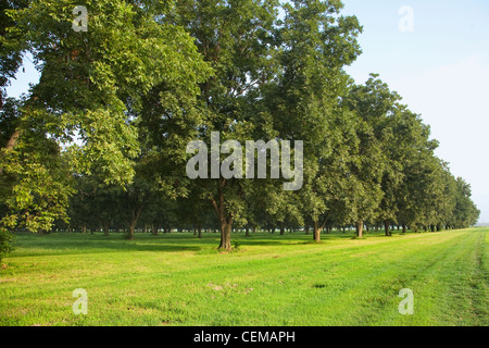 Landwirtschaft - Reifen Pecan Grove im Hochsommer / Arkansas, USA. Stockfoto