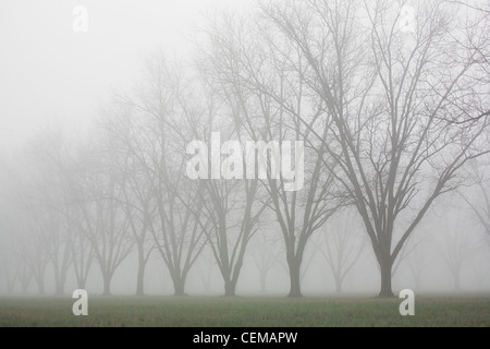 Landwirtschaft - ruhende Pecan Grove im späten Winter Morgennebel / östlichen Arkansas, USA. Stockfoto