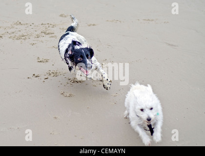Ein Border-Collie Hund jagt einen weißen Terrier Hund an einem Sandstrand. Stockfoto