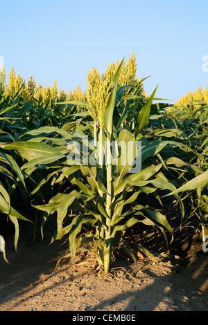 Landwirtschaft - Sideview Getreide Hirse (Milo) Pflanzen mit voll ausgebildet und reifenden Köpfe / Arkansas, USA. Stockfoto